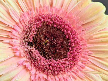 Arka planda güzel Gerbera çiçeği, kapat