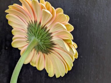 Arka planda güzel Gerbera çiçeği, kapat