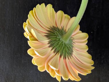 Arka planda güzel Gerbera çiçeği, kapat