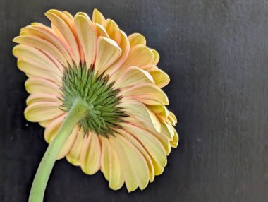 Arka planda güzel Gerbera çiçeği, kapat