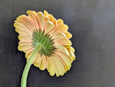 Arka planda güzel Gerbera çiçeği, kapat