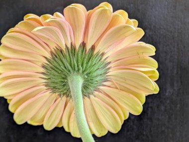 Arka planda güzel Gerbera çiçeği, kapat