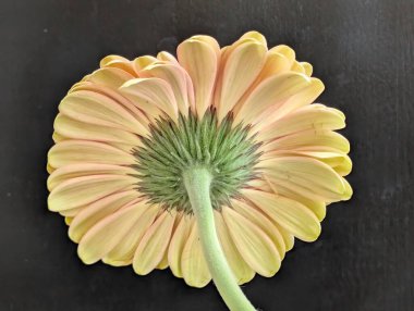 Arka planda güzel Gerbera çiçeği, kapat