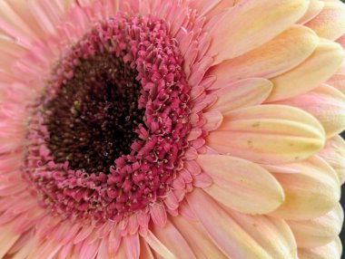 Arka planda güzel Gerbera çiçeği, kapat