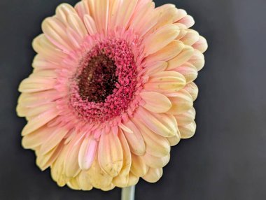 Arka planda güzel Gerbera çiçeği, kapat