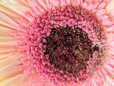 Arka planda güzel Gerbera çiçeği, kapat