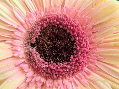 Arka planda güzel Gerbera çiçeği, kapat