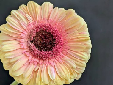 Arka planda güzel Gerbera çiçeği, kapat