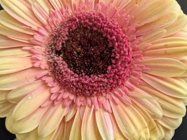 Arka planda güzel Gerbera çiçeği, kapat