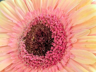 Arka planda güzel Gerbera çiçeği, kapat