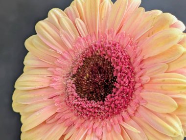 Arka planda güzel Gerbera çiçeği, kapat