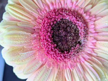 Arka planda güzel Gerbera çiçeği, kapat