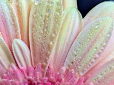 Arka planda güzel Gerbera çiçeği, kapat