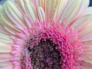 Arka planda güzel Gerbera çiçeği, kapat