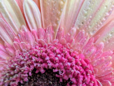 Arka planda güzel Gerbera çiçeği, kapat