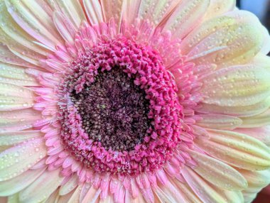 Arka planda güzel Gerbera çiçeği, kapat