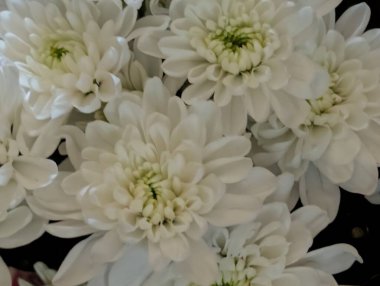 Güzel kasımpatı buketi