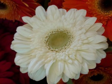 Bulanık arkaplanda güzel Gerbera çiçeğini kapat.