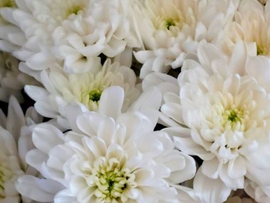 Beyaz kasımpatı çiçekleri, yakın plan.