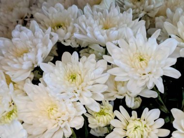 Beyaz kasımpatı çiçekleri, yakın plan.