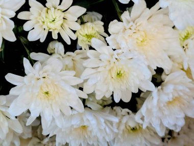 Beyaz kasımpatı çiçekleri, yakın plan.