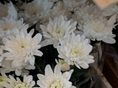 Beyaz kasımpatı çiçekleri, yakın plan.