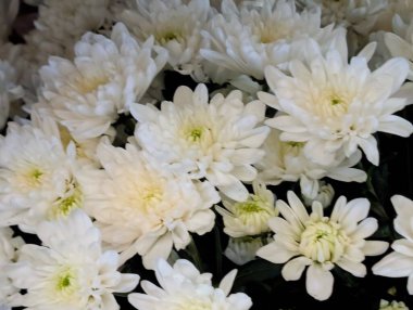 Beyaz kasımpatı çiçekleri, yakın plan.