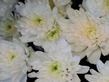 Beyaz kasımpatı çiçekleri, yakın plan.