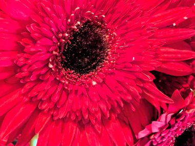 Bulanık arkaplanda güzel Gerbera çiçeğini kapat.