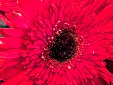 Bulanık arkaplanda güzel Gerbera çiçeğini kapat.