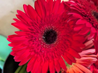 Bulanık arkaplanda güzel Gerbera çiçeğini kapat.