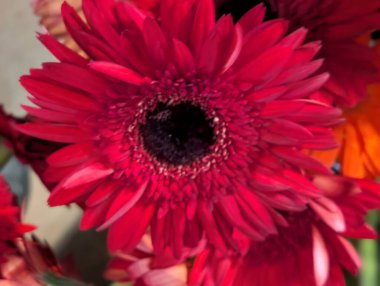 Bulanık arkaplanda güzel Gerbera çiçeğini kapat.