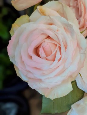 Bulanık arkaplanda güzel bir gül