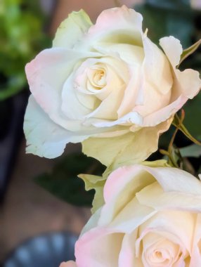 Bulanık arkaplanda güzel bir gül