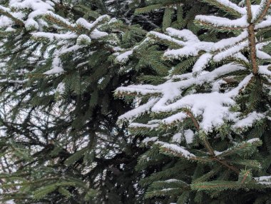 Ormanda karla kaplı çam ağaçları