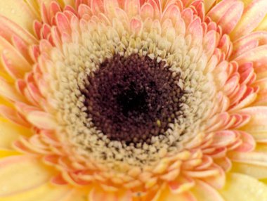 Güzel Gerbera çiçeği. Yaklaş.