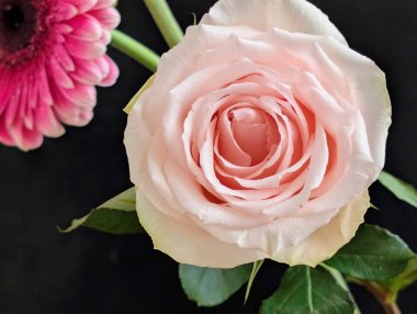 Koyu arkaplanda güzel bir gül çiçeği, yaz konsepti, yakın görüş