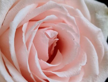 Koyu arkaplanda güzel bir gül çiçeği, yaz konsepti, yakın görüş