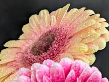 Güzel Gerbera çiçeği. Yaklaş.