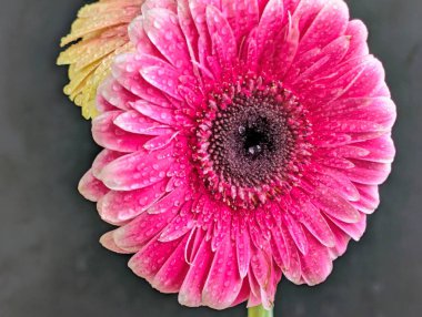 Güzel Gerbera çiçeği. Yaklaş.