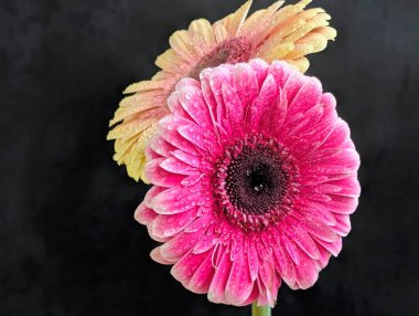 Güzel Gerbera çiçeği. Yaklaş.