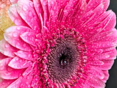 Güzel Gerbera çiçeği. Yaklaş.