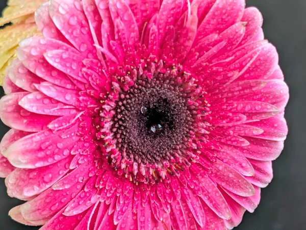 Güzel Gerbera çiçeği. Yaklaş.