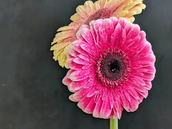 Güzel Gerbera çiçeği. Yaklaş.