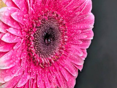 Güzel Gerbera çiçeği. Yaklaş.