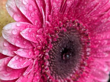 Güzel Gerbera çiçeği. Yaklaş.