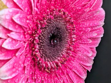 Güzel Gerbera çiçeği. Yaklaş.