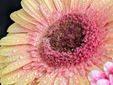 Güzel Gerbera çiçeği. Yaklaş.