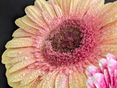 Güzel Gerbera çiçeği. Yaklaş.