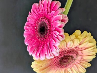 Güzel Gerbera çiçeği. Yaklaş.